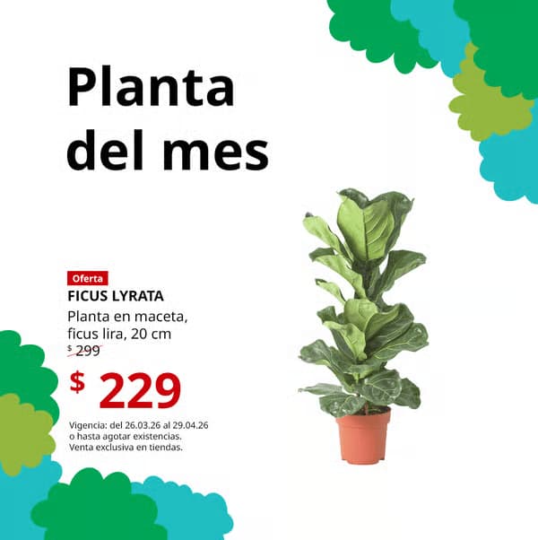 Una planta en maceta, ficus lira, colocada sobre fondo blanco, presentada como la planta del mes. 