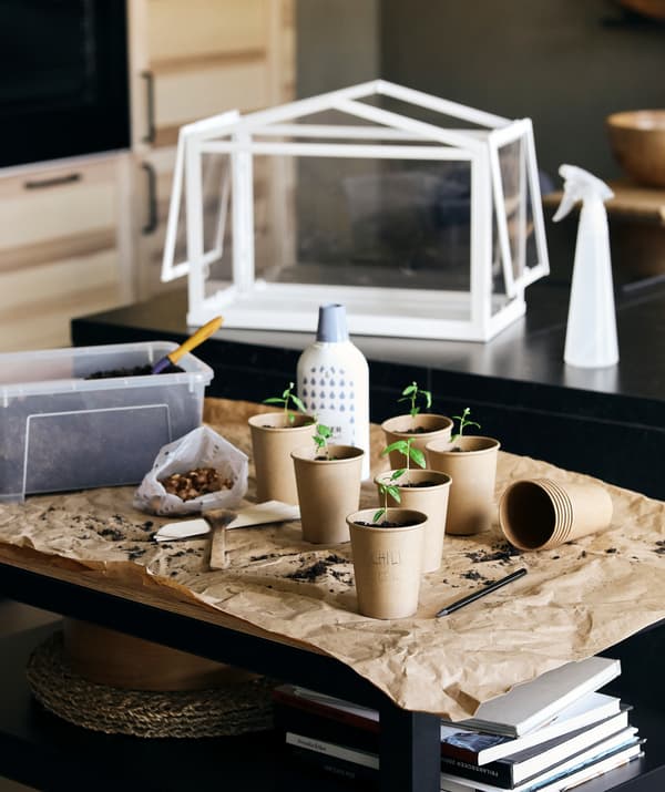 Una postazione per il giardinaggio in cucina: delle piantine in bicchieri di carta, uno spruzzatore TOMAT e una serra SOCKER.