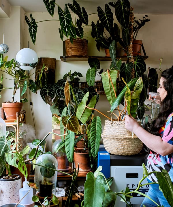 Una ragazza annaffia una rigogliosa collezione di rare piante tropicali vicino alla finestra del suo studio.