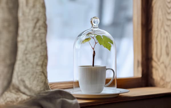Une cloche en verre MORGONTIDIG recouvre une tasse où pousse une petite plante, posée sur un rebord de fenêtre étroit, avec un paysage hivernal à l’arrière-plan.