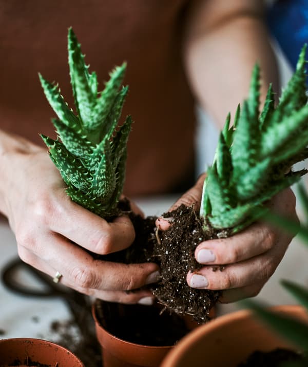 Une femme divise avec précaution une plante succulente en deux mottes avec tête et racine, à rempoter dans des pots en terre cuite.