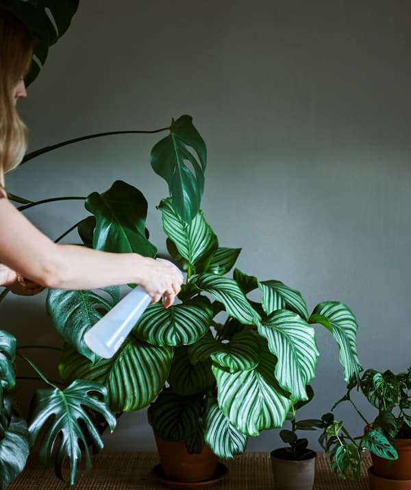Une femme munie d’un pulvérisateur en plastique asperge d’eau un Calathea faisant partie d’un groupe de plantes d’intérieur.