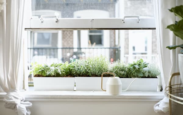 Une fenêtre ouverte, un arrosoir couleur crème et doré posé sur un rebord de fenêtre blanc devant des jardinières.
