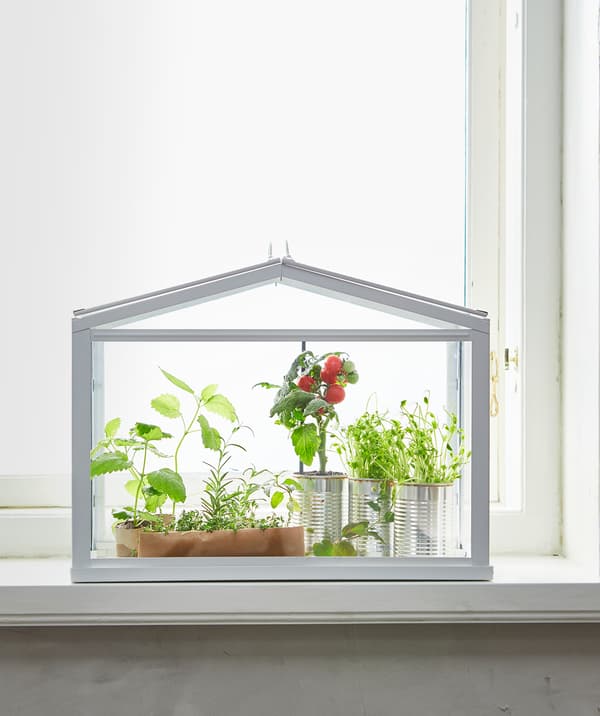 Une miniserre SOCKER blanche contenant herbes et jeunes plantes.