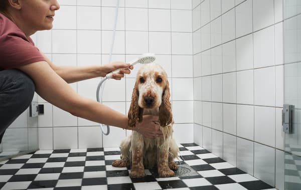 Une personne en train de laver un chien dans la douche.