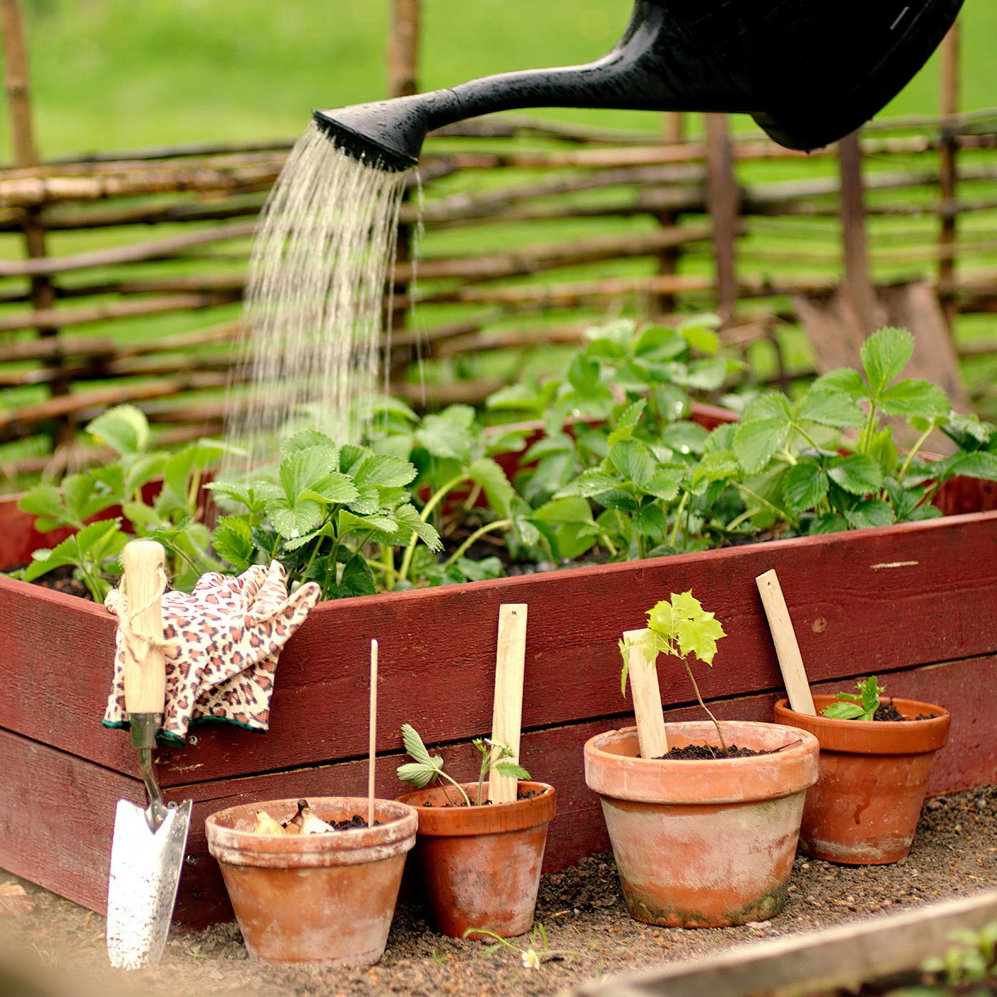 Une personne qui verse de l'eau d’un arrosoir noir dans une jardinière dans un jardin rempli de plantes vertes.