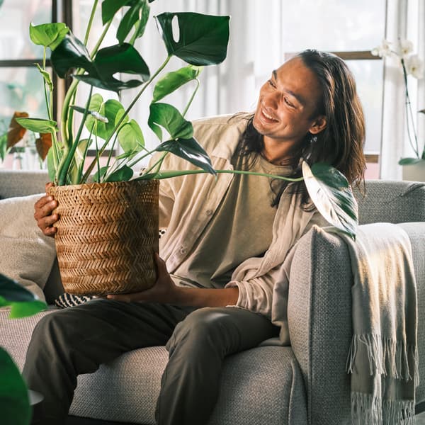 Une personne souriante assise sur un canapé trois places ÄPPLARYD gris clair et tenant un monstera dans un cache-pot KLYNNON en bambou.