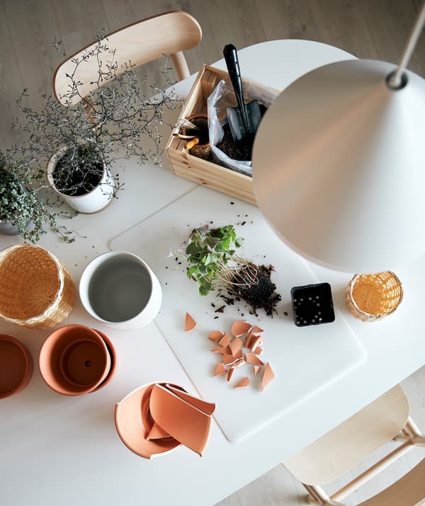 Une petite station de jardinage installée sur une table de cuisine. Sur un sous-main SKVALLR, une plante dans son terreau sans son pot et avec des débris de cache-pot.