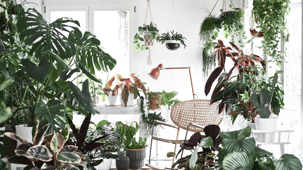 Une pièce pleine de plantes, une lampe de bureau, un rocking chair et un Kilim.