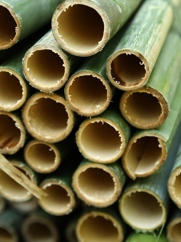 Une pile de tiges de bambou vertes récemment sciées, vues depuis leur extrémité, en extérieur. L’une d’elles est cassée en deux.