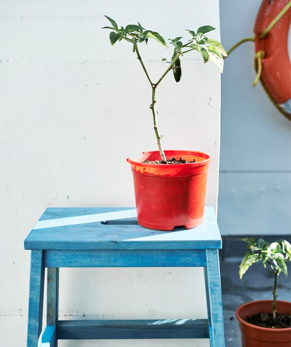 Une plante dans un pot orange sur un marchepied peint en bleu.