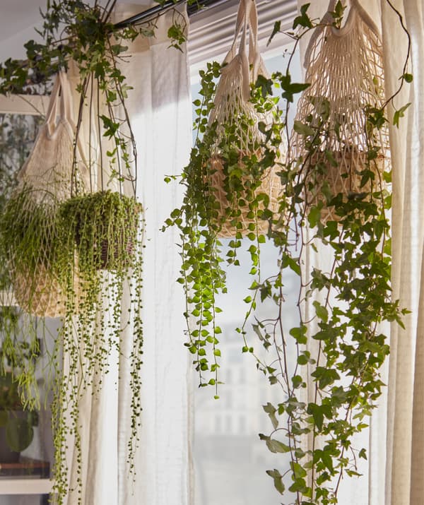 Une rangée de plantes dans des sacs en filet KUNGSFORS et suspendues les unes à côté des autres à une tringle à rideau devant une fenêtre.