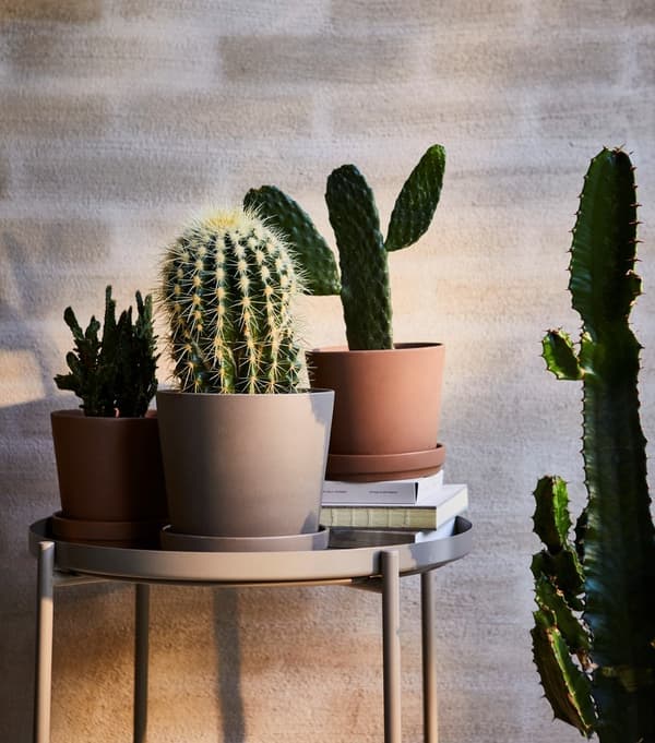 Une table plateau GLADOM en gris beige foncé, sur laquelle sont décorés des cactus dans des pots de fleurs.