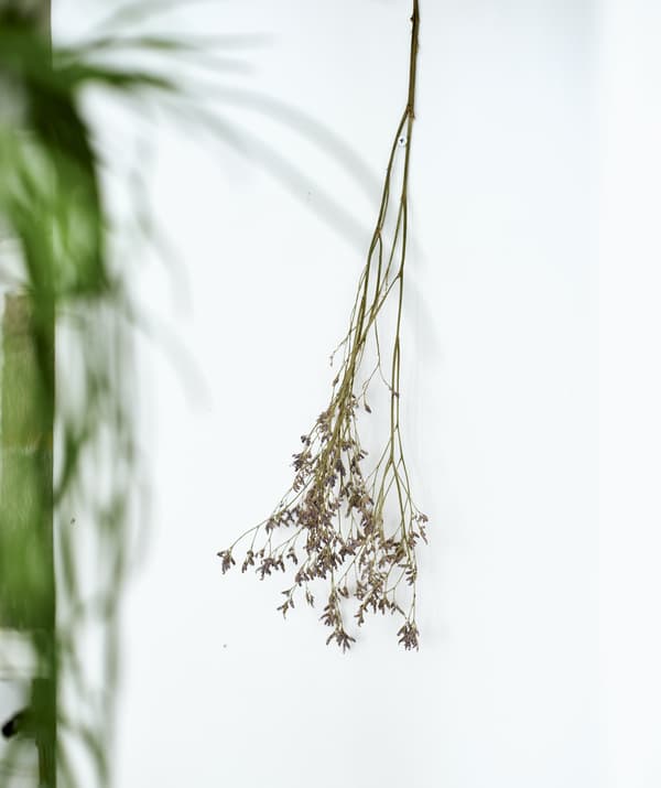 Une tige de fleur séchée suspendue à un mur blanc.