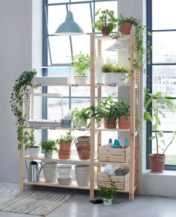 Unha unidade de almacenaxe aberta de madeira con estantes fronte a unha fiestra cuberta de plantas e accesorios de xardinaría.
