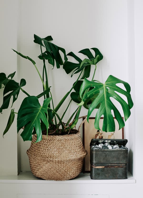 Use indoor plants to add colour