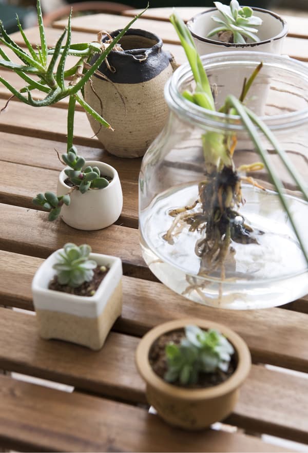 Use plants and natural objects of all shapes and sizes