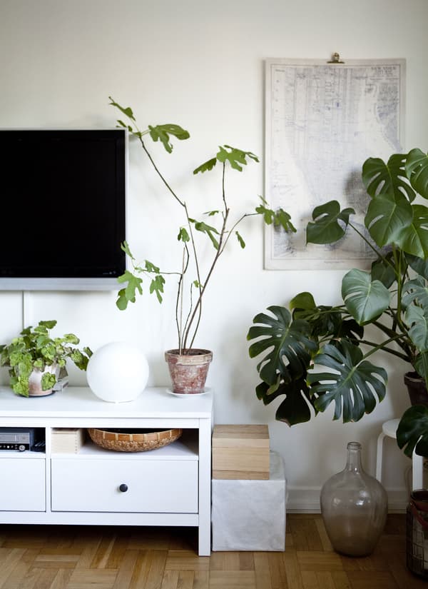 Use plants to bring your home to life