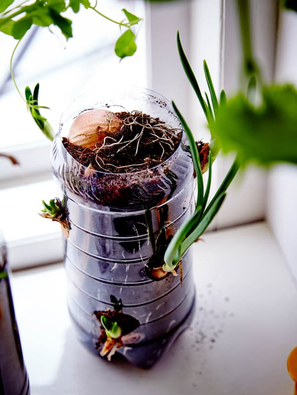 Ustrižená PET lahev plná substrátu a prestŕiženými otvormi z nej vyrastá cibulová vňať.