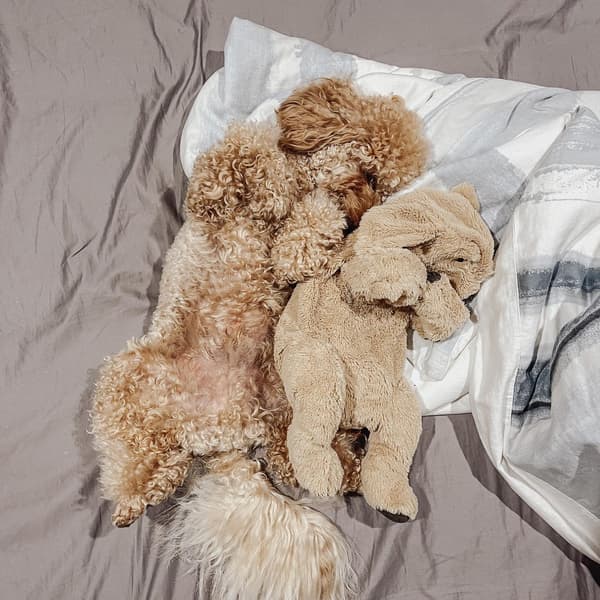 Uszkár kutya alszik háton egy kutya plüssel mellette.