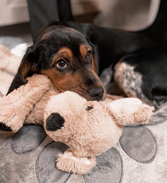 Vadászkopó egy kutya plüssel.