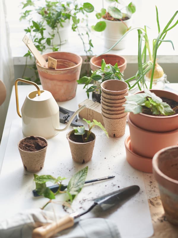 Vasos de diferentes tamanhos em cima de uma mesa, em frente a uma janela, com plântulas e utensílios de jardinagem, como o regador VATTENKRASSE.