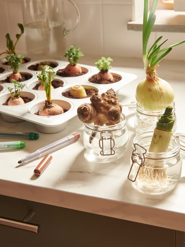 Verdure germogliate sul piano di lavoro di una cucina: alcune piantate in uno stampo per dolci VARDAGEN con un po’ di terra, altre in contenitori KORKEN con dell’acqua - IKEA