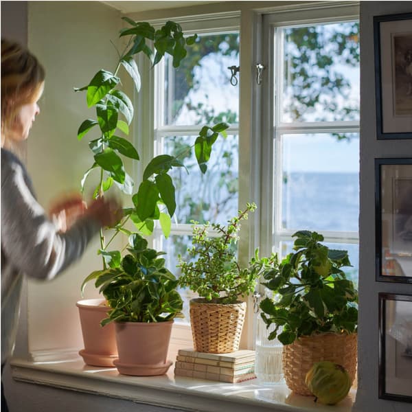 Verschillende groene kamerplanten staan op een zonnige vensterbank. Natuurlijk daglicht zorgt voor een frisse en levendige sfeer in huis.