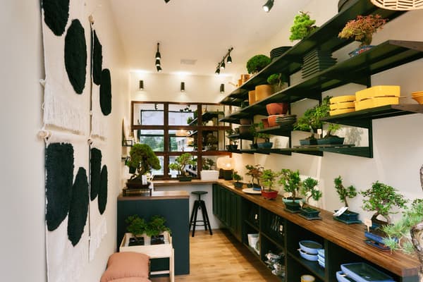 View of a small shop with white walls selling bonsai trees.