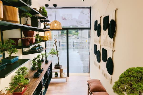 View of a small shop with white walls selling bonsai trees.