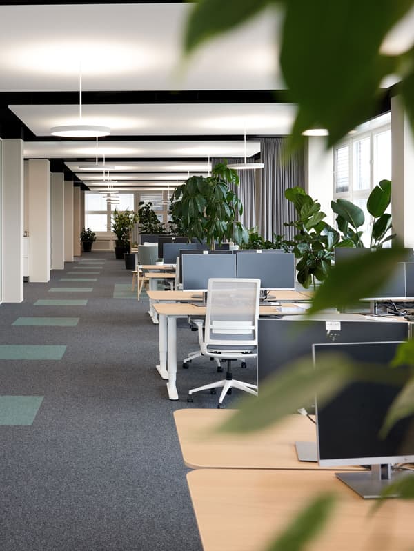 View of an open-plan office with light-coloured workstations set in front of a row of windows