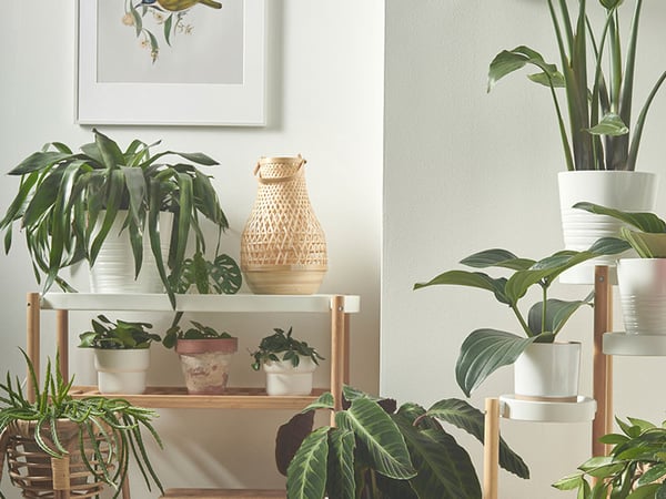 Viherkasveja valkoisissa ruukuissa ja kukkatelineellä