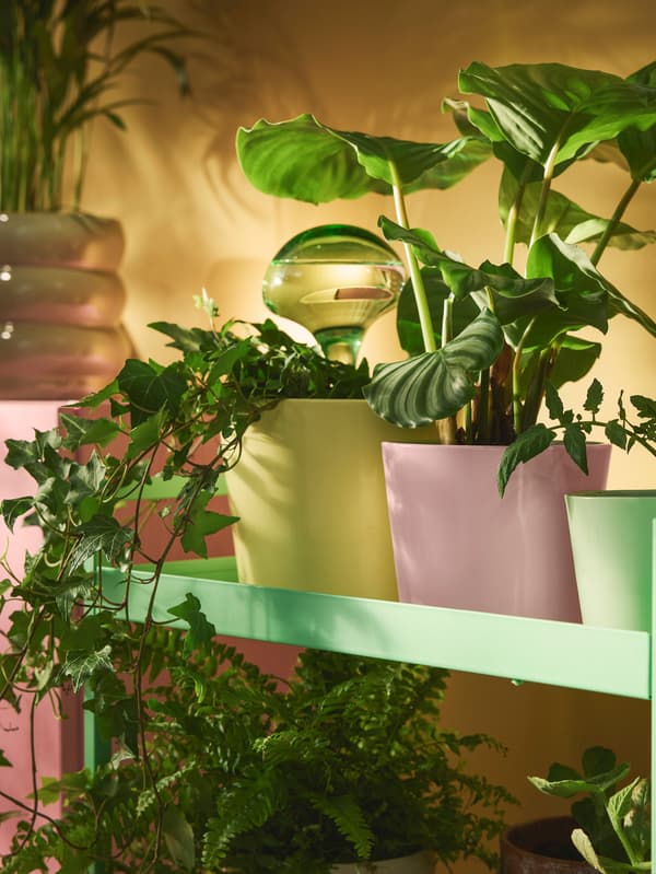 Világosrózsaszín, sárga és zöld színű SOJABÖNA kaspók egy világoszöld NISSAFORS zsúrkocsin.