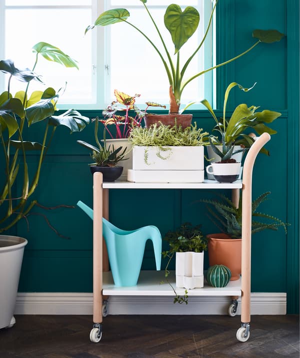 Vous êtes souvent absent ou oubliez d’arroser ? IKEA a des cache-pots avec réservoir d’eau intégré, comme SÖTCITRON. Cela permet à la plante d’absorber l’eau dont elle a besoin. Il est en faïence émaillée blanche. Nous avons placé les cache-pots avec d’autres sur une desserte, qui sert de station d’arrosage.