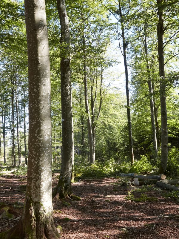 Vue d’une forêt. Au premier plan, un large chemin qui mène vers une zone plus fortement boisée.
