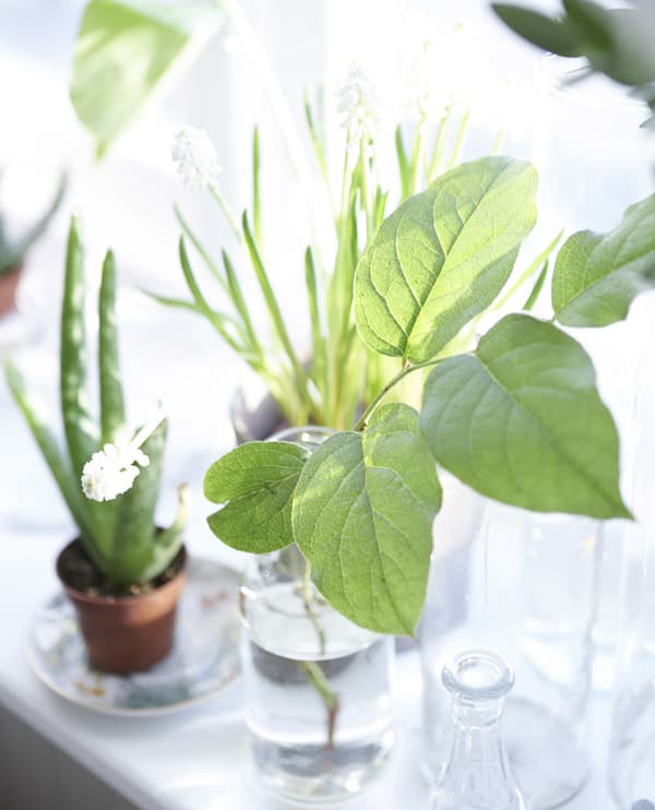 Wake up in your own green oasis