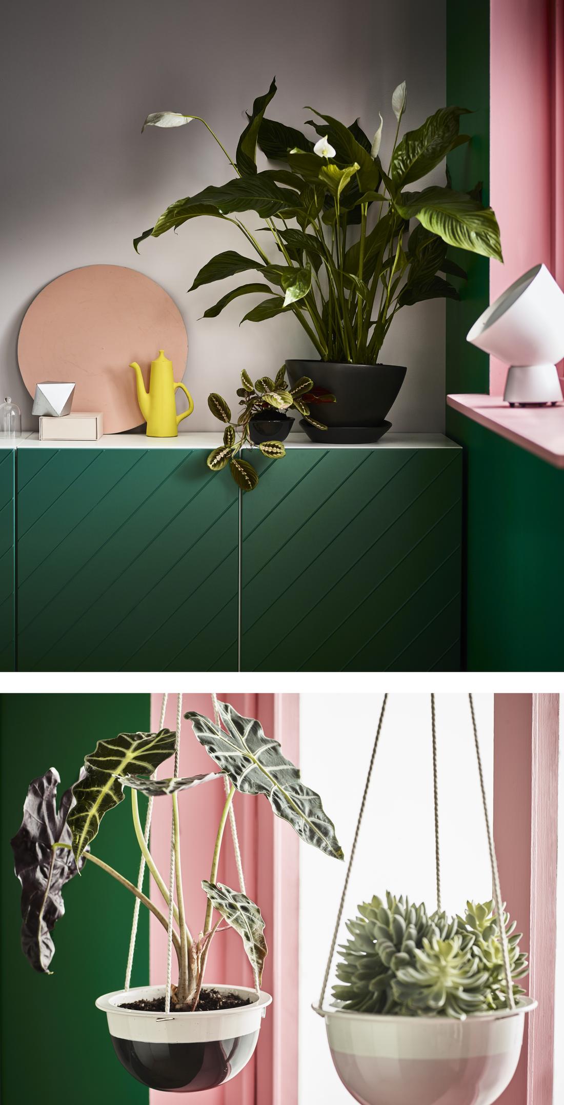 Houseplants a basic guide to growing IKEA