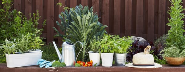 Watering can and pots lined up on ledge in garden