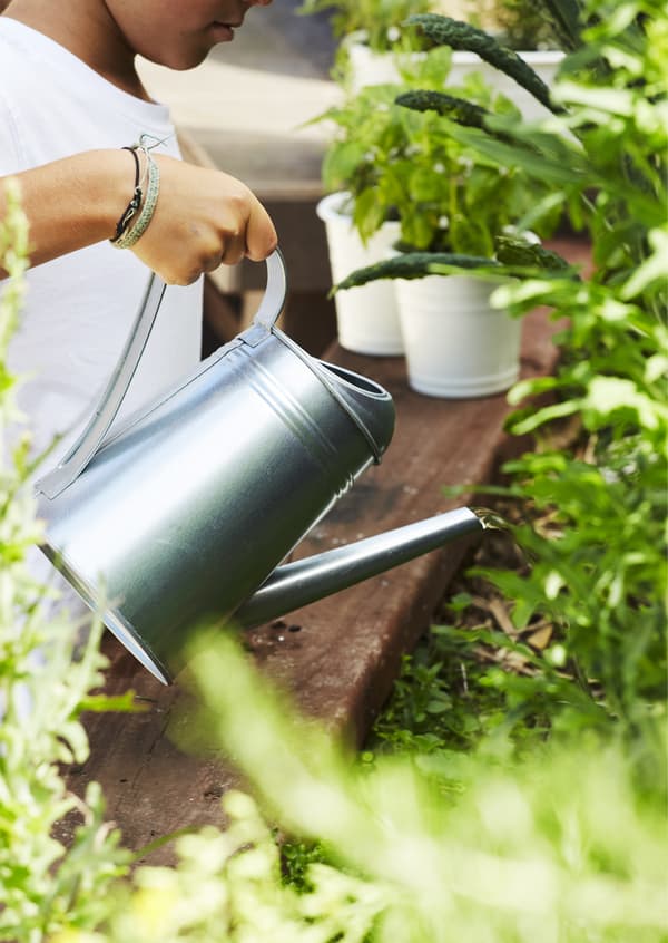 Watering the plants