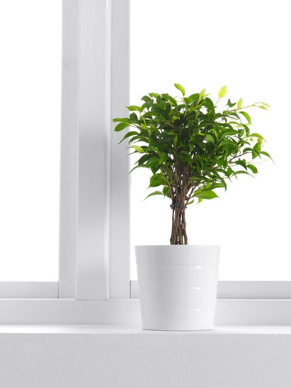 Weeping fig