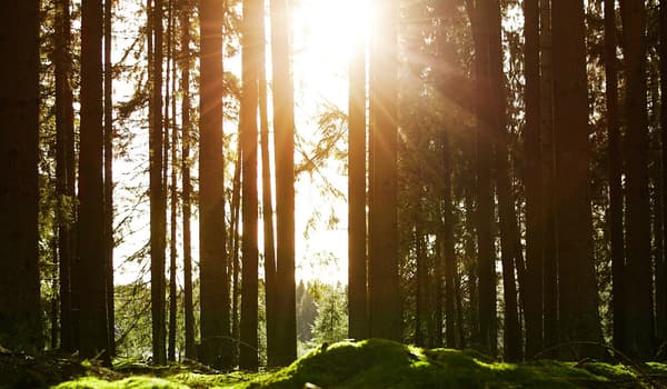 Weniger CO2 Ausstoss durch Arbeiten im Home Office