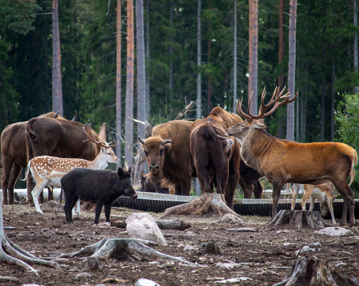 Discover Kosta Lodge