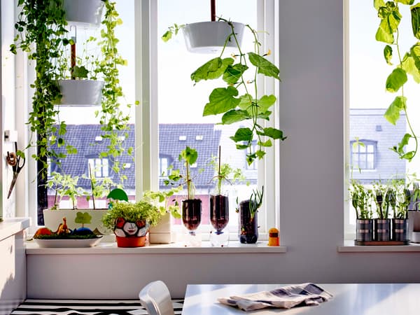 Window sill with plants and plastic bottle used as a plant pot