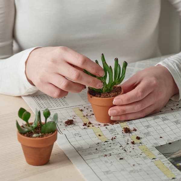 Woman planting a succulent