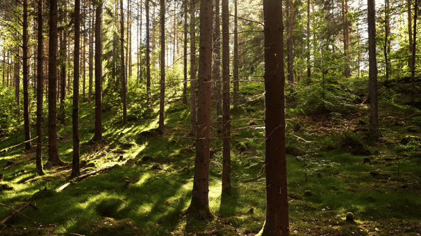 Woods