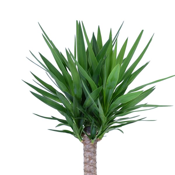 YUCCA ELEPHANTIPES