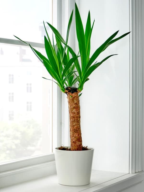 YUCCA ELEPHANTIPES