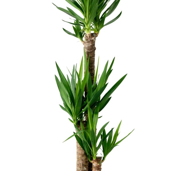 YUCCA ELEPHANTIPES