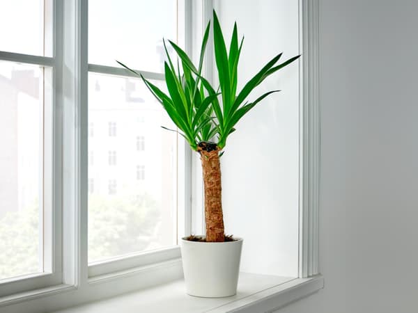 YUCCA ELEPHANTIPES