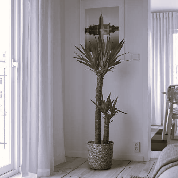 YUCCA ELEPHANTIPES Palmlilie in einem Topf als Schwarzweißbild